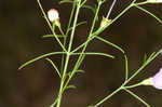 Slenderleaf false foxglove